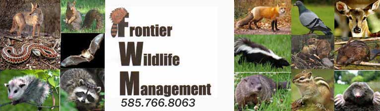 Frontier Wildlife Management
